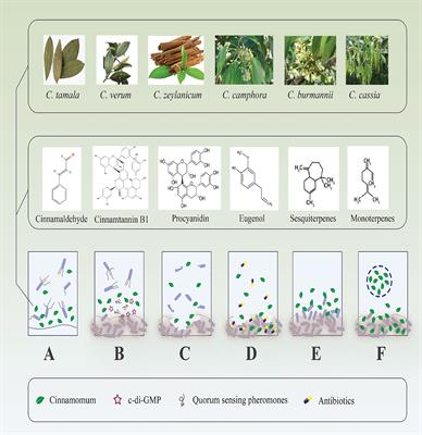 Cinnamomum: The New Therapeutic Agents for Inhibition of Bacterial and Fungal Biofilm-Associated Infection